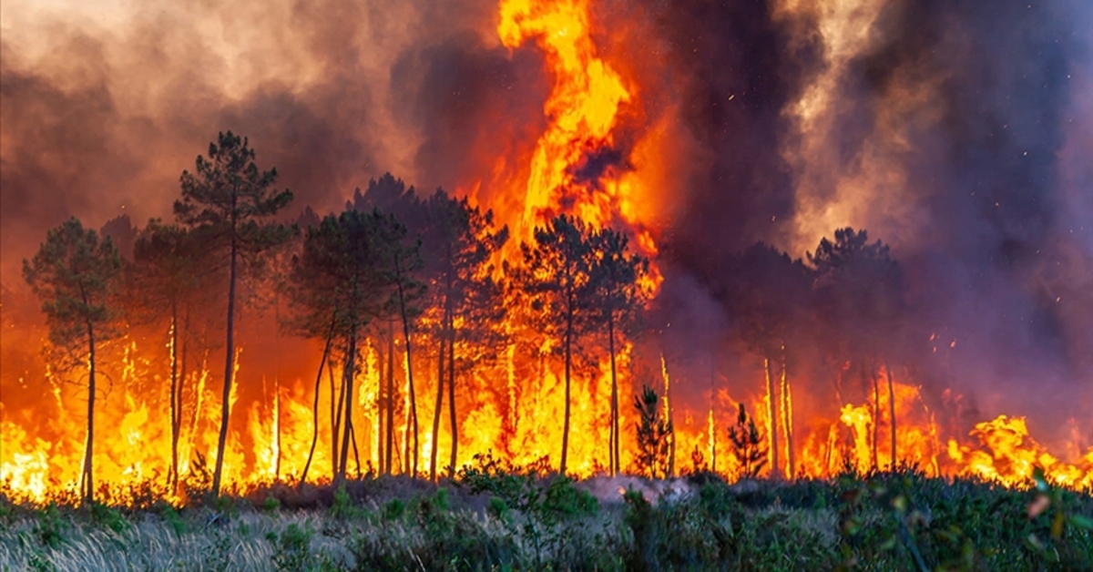 Dünyada son birkaç yılda yaşanan büyük orman yangınları