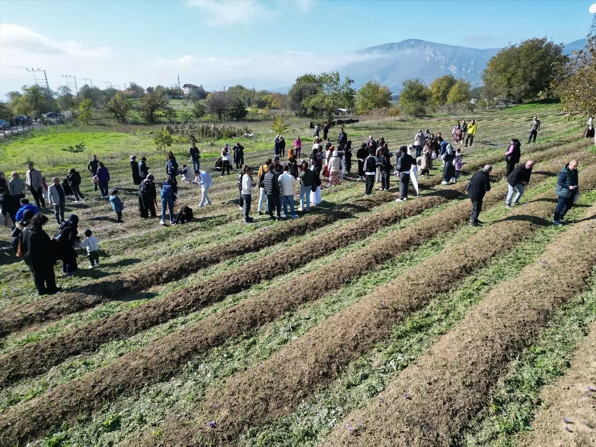 Karabük’te safran hasadı yapıldı