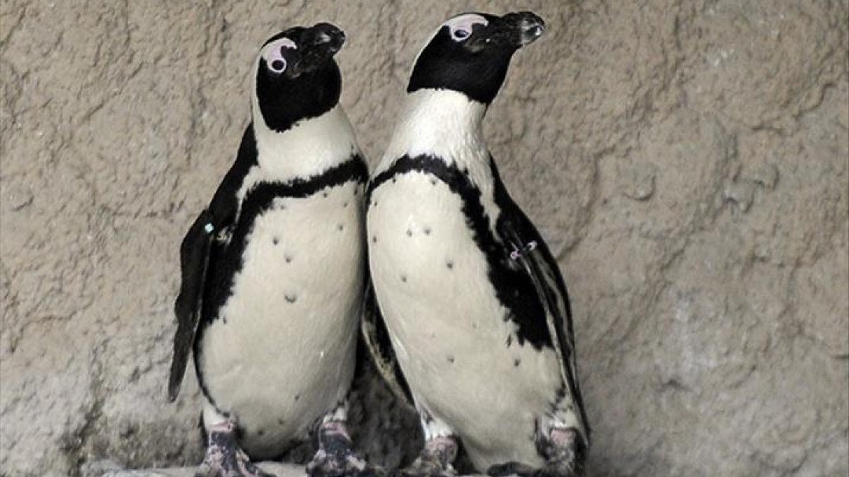 Afrika penguenlerinin soyu 2035’e kadar tükenebilir